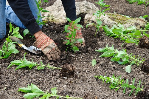 Garden clearance crew removing overgrowth in a residential backyard