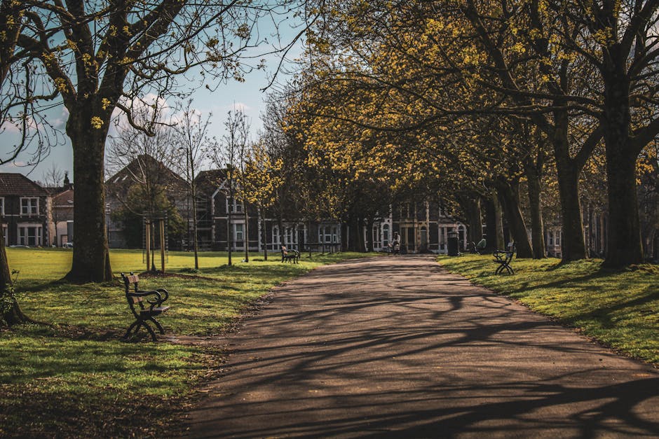 A peaceful park scene featuring a wide, paved pathway with shadows cast by large deciduous trees on either side, their branches partly bare with some yellow blossoms. The grassy areas adjacent to the